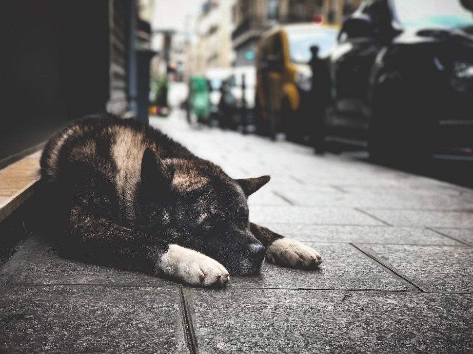 1B1851B7-E944-4AFC-A0B6-44580A946CAD