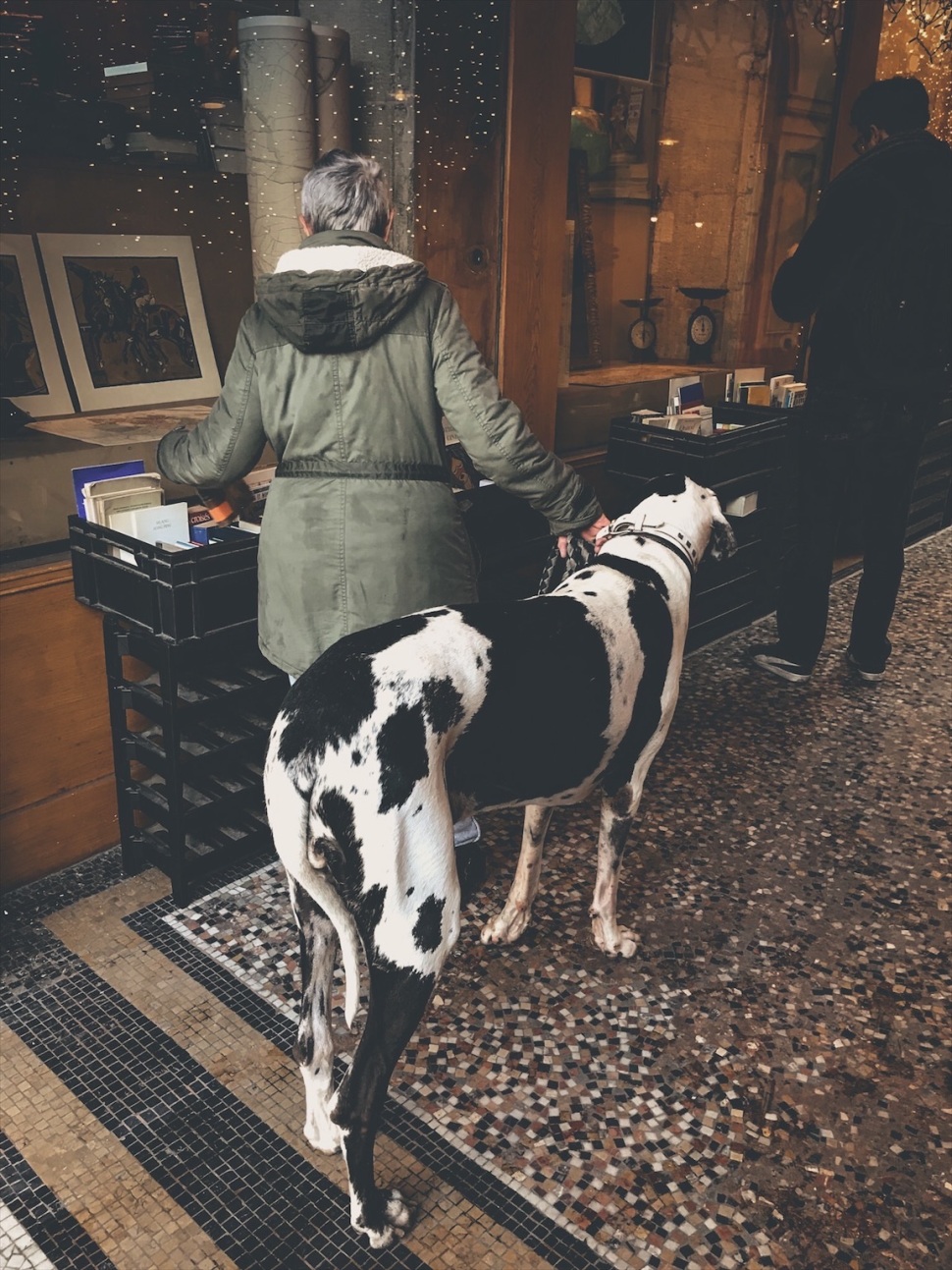 Large dog in Paris